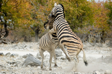 fighting zebras