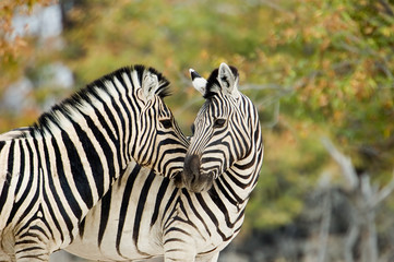 Fototapeta na wymiar Zebra w miłości