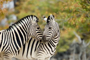 Deurstickers Zebra verliefd © Andy-Kim Möller
