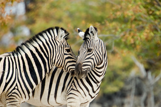Fototapeta Zebra in love