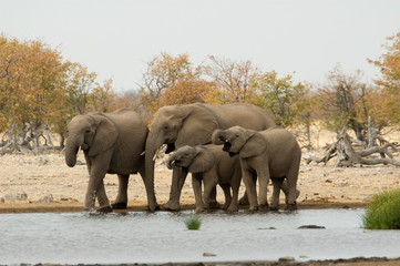 Fototapeta premium drinking herd of elephants