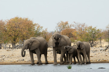 Fototapeta premium Drinking elephant herd