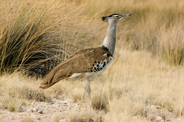 koori bustard