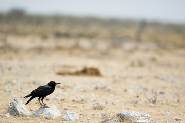 cape crow