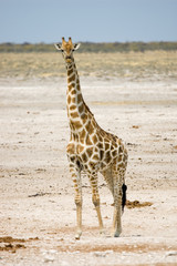 giraffe