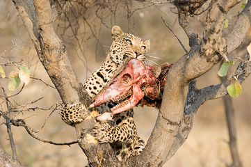 leopard and kudu skull