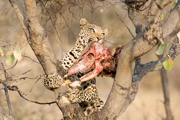 Fotobehang leopard and kudu skull © Andy-Kim Möller