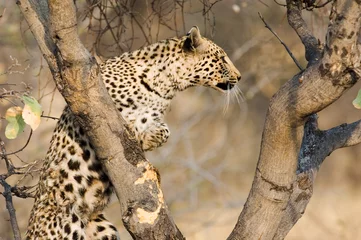 Fotobehang Panter leopard in tree