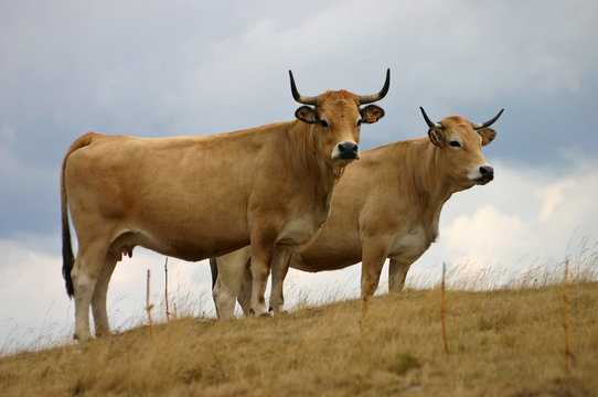 vaches aubrac