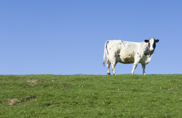 the white cow