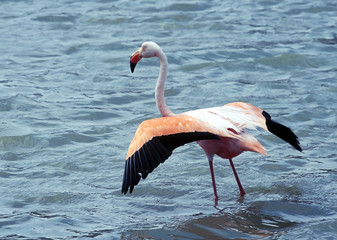 flamingo