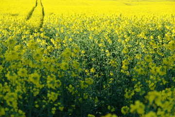 field of  yellow 2