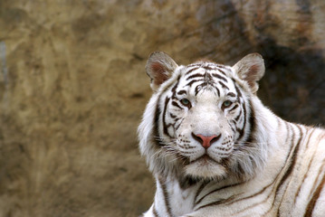 Fototapeta na wymiar Tygrys bengalski