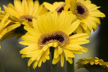 anomalo fiore giallo