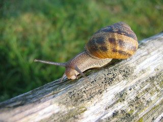 snail