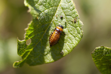 larva of colorado beetles