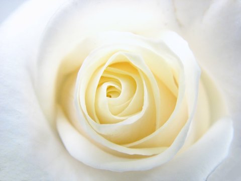 coeur de rose jaune pâle