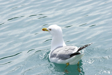 seagull