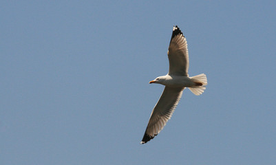 mouette