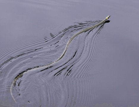 grass snake