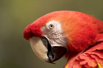 scarlet macaw