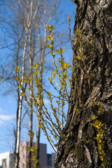 new life