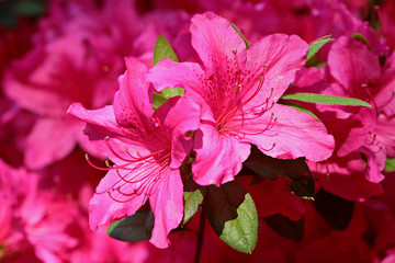 rhododendron