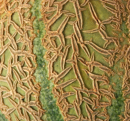 melon texture
