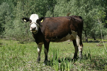 cow