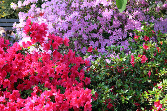 rhododendrons