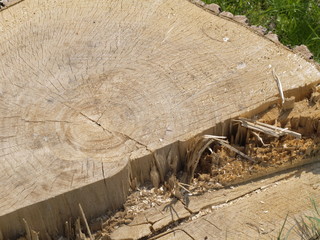 baumstumpf zert&ouml;rte natur