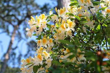 rhododendron hybride