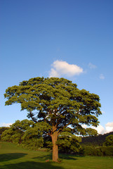 english oak