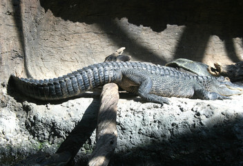 crocodile