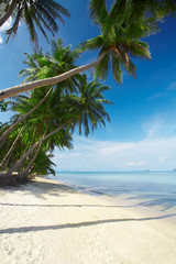 sea palms