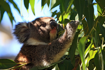 australien_07_ 0208