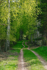 a forest path