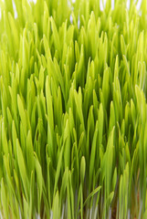 Fototapeta na wymiar fresh grass