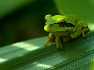 A small green frog sitting on a broad leaf, with a focus on its eyes and textured skin, set against a shaded green background.