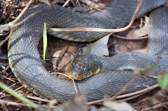 Rat Snake