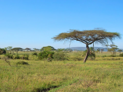 acacia in the african savanna, serengeti park, tanzania