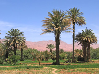 oasis in the desert with the red mountains in the background, ti