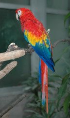 colorful parrot