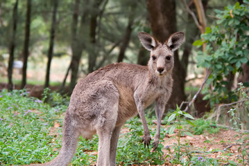 Naklejka na ściany i meble wschodni szary kangur