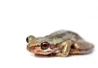 frog on white