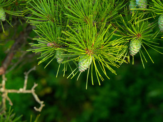 pine background with cones