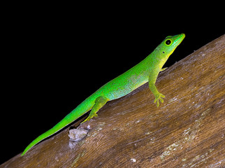 very green lizard