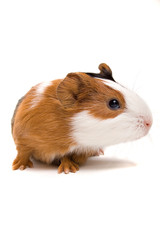 young cavia looks interested aside