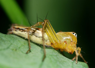 a small spider