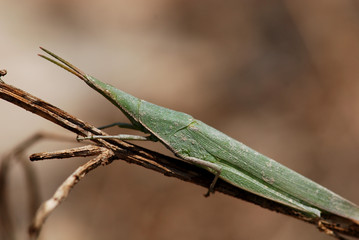 tiny green grasshopper